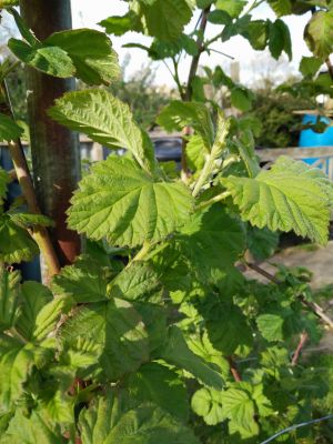 New Loganberry Leaves